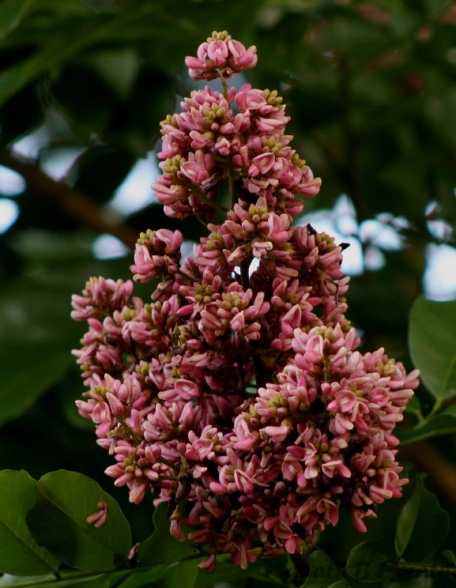 Andira inermis (W.Wright) DC.